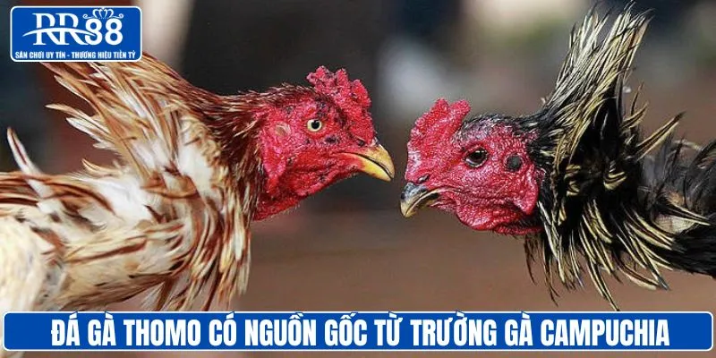 Đá gà thomo xuất phát từ trường gà Campuchia