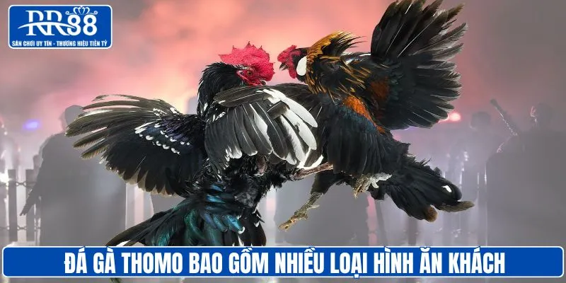 Hệ thống cung cấp nhiều loại hình chọi gà thomo